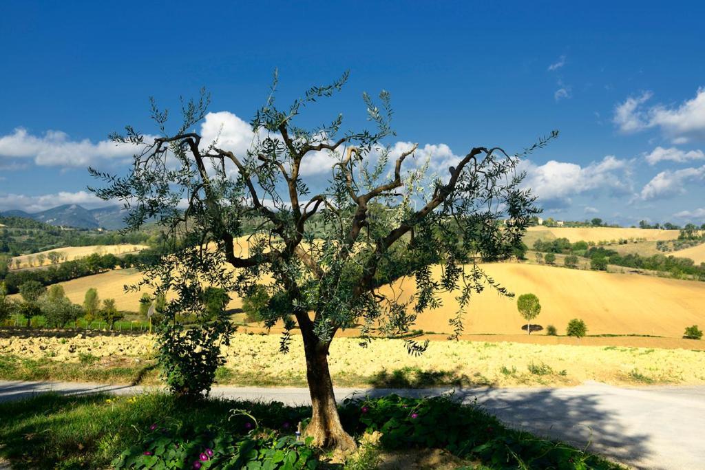 Agriturismo L'Ulivo In Fiore Spoleto Exterior photo